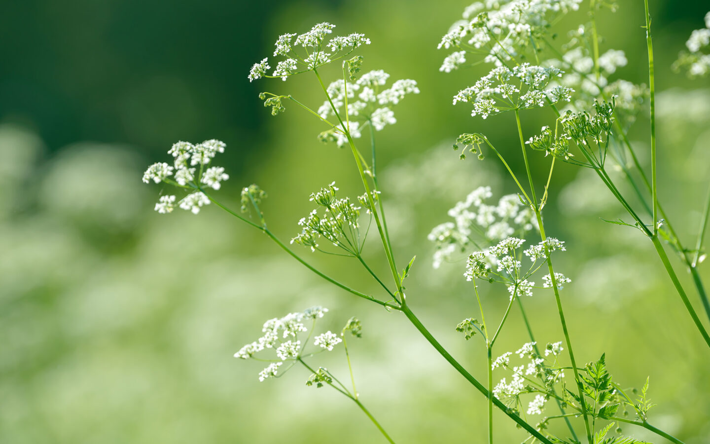 Sheringham Distillery Akvavit: Dynamic and Unforgettable Spirit